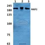 Anti-MRP2 Antibody from Bioworld Technology (BS5801) - Antibodies.com
