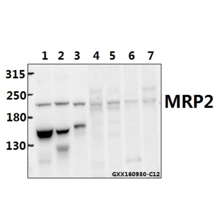 Anti-MRP2 Antibody from Bioworld Technology (BS5801) - Antibodies.com