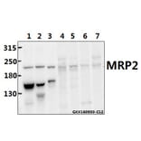 Anti-MRP2 Antibody from Bioworld Technology (BS5801) - Antibodies.com