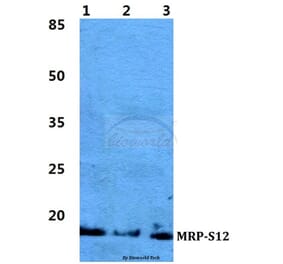 Anti-MRP-S12 Antibody from Bioworld Technology (BS5803) - Antibodies.com