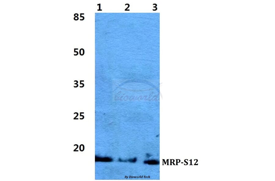 Anti-MRP-S12 Antibody from Bioworld Technology (BS5803) - Antibodies.com