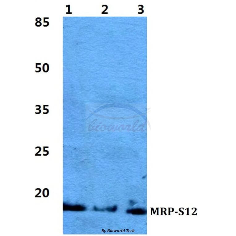 Anti-MRP-S12 Antibody from Bioworld Technology (BS5803) - Antibodies.com