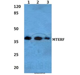 Anti-MTERF Antibody from Bioworld Technology (BS5804) - Antibodies.com