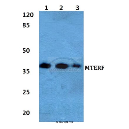 Anti-MTERF Antibody from Bioworld Technology (BS5804) - Antibodies.com