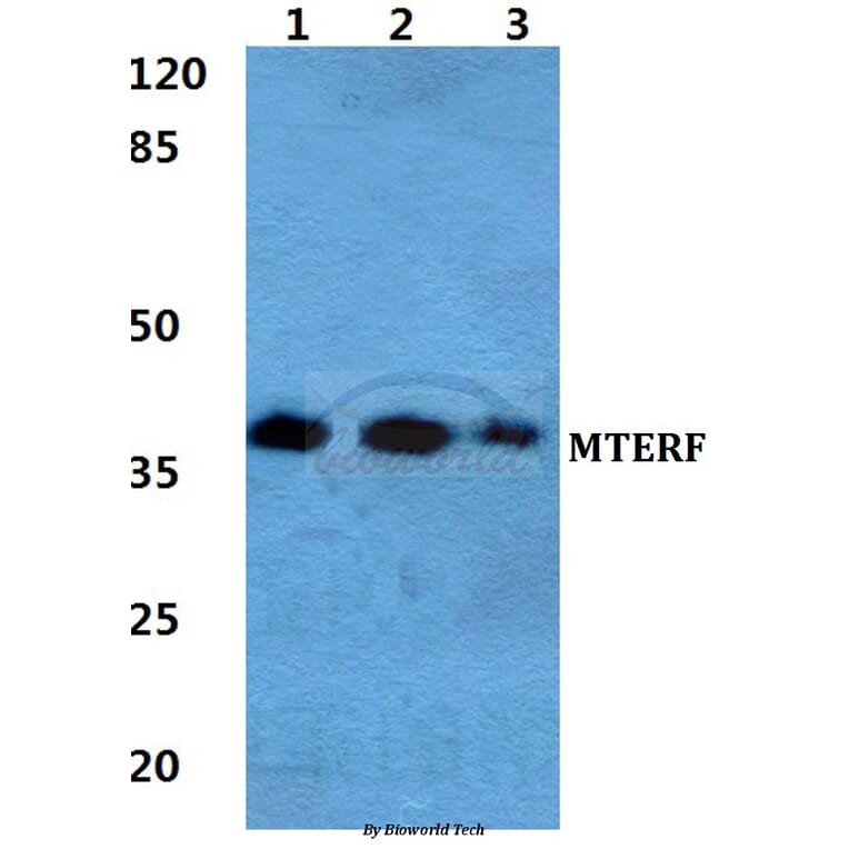 Anti-MTERF Antibody from Bioworld Technology (BS5804) - Antibodies.com