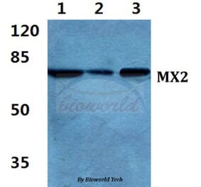 Anti-MX2 Antibody from Bioworld Technology (BS5805) - Antibodies.com