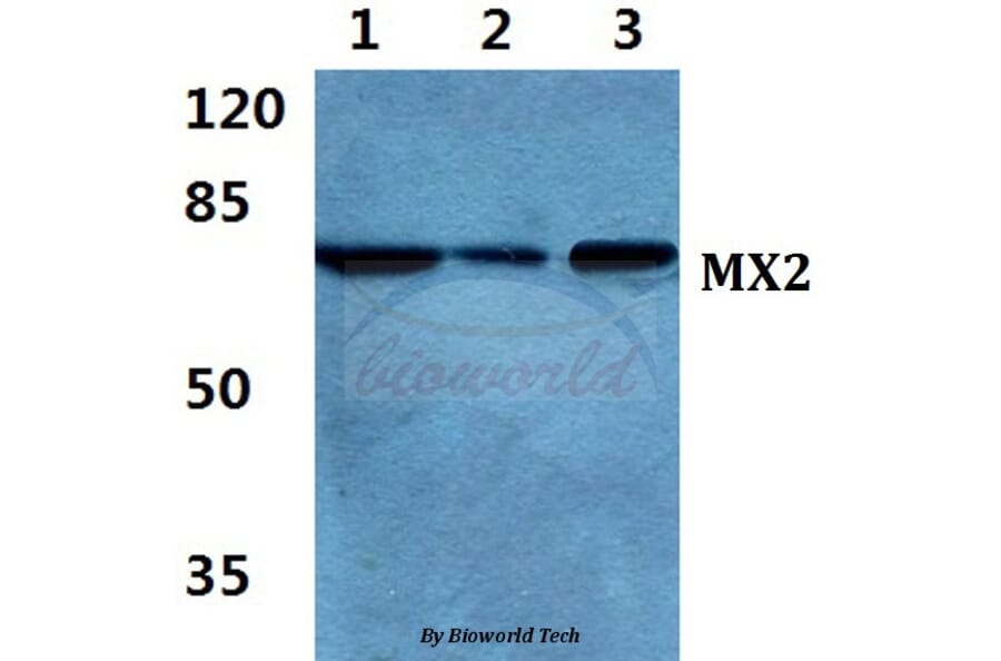 Anti-MX2 Antibody from Bioworld Technology (BS5805) - Antibodies.com