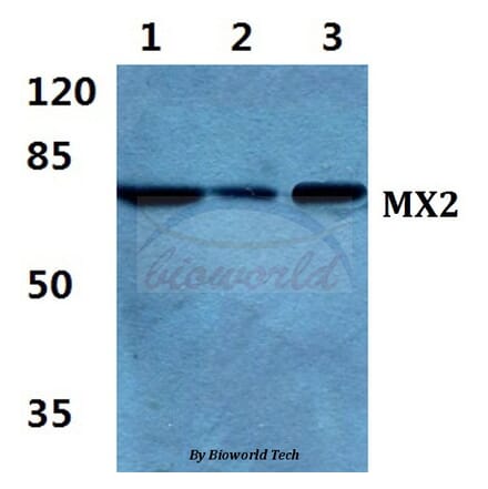 Anti-MX2 Antibody from Bioworld Technology (BS5805) - Antibodies.com