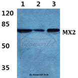 Anti-MX2 Antibody from Bioworld Technology (BS5805) - Antibodies.com