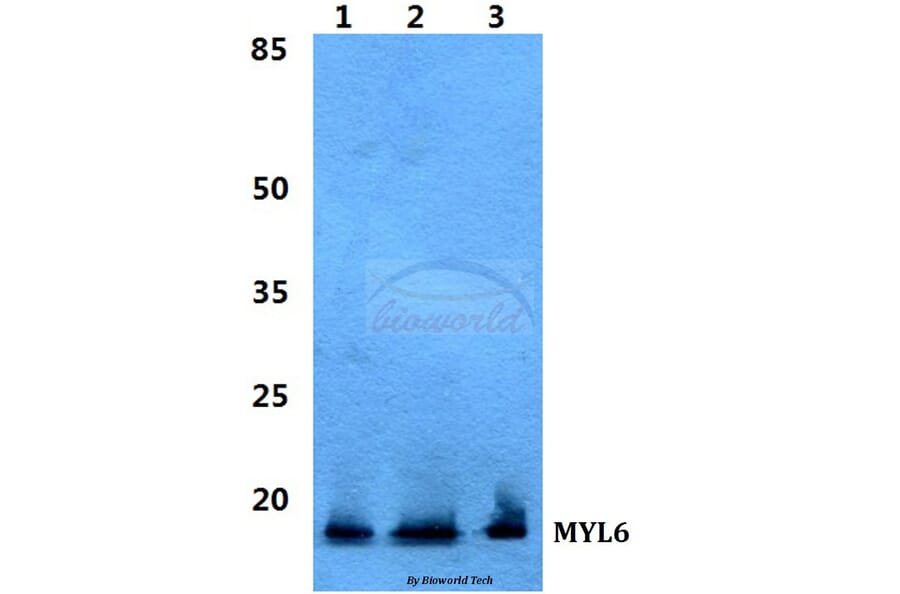Anti-MYL6 Antibody from Bioworld Technology (BS5807) - Antibodies.com