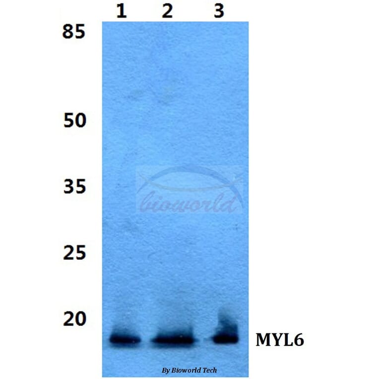 Anti-MYL6 Antibody from Bioworld Technology (BS5807) - Antibodies.com