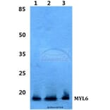 Anti-MYL6 Antibody from Bioworld Technology (BS5807) - Antibodies.com