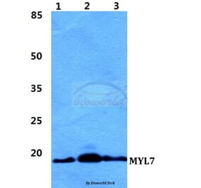Anti-MYL7 Antibody from Bioworld Technology (BS5808) - Antibodies.com