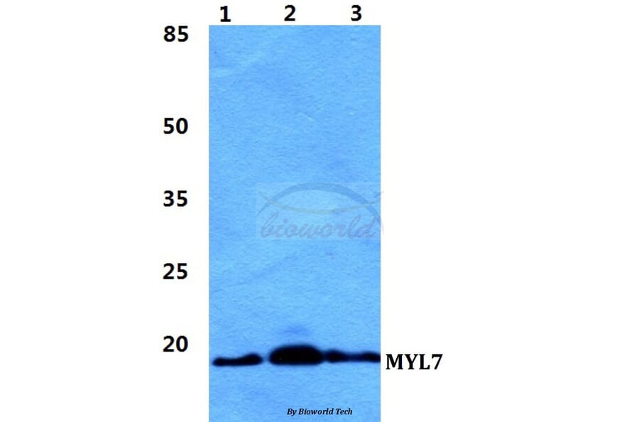 Anti-MYL7 Antibody from Bioworld Technology (BS5808) - Antibodies.com