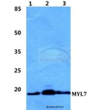 Anti-MYL7 Antibody from Bioworld Technology (BS5808) - Antibodies.com