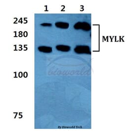 Anti-MYLK Antibody from Bioworld Technology (BS5809) - Antibodies.com