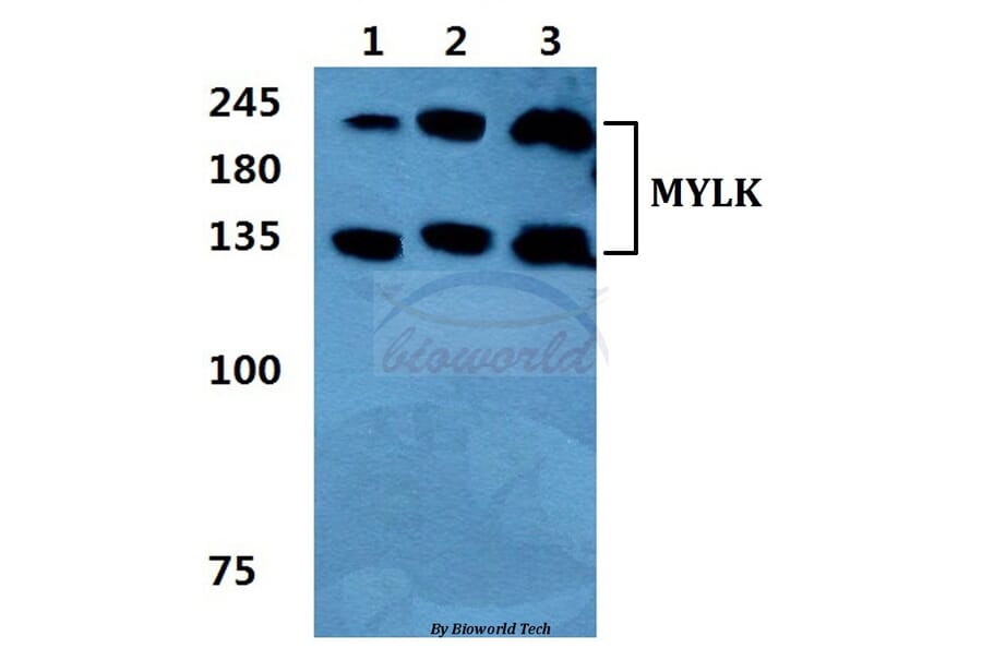 Anti-MYLK Antibody from Bioworld Technology (BS5809) - Antibodies.com