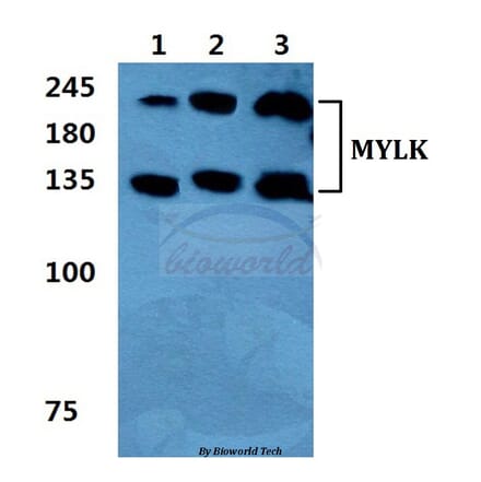 Anti-MYLK Antibody from Bioworld Technology (BS5809) - Antibodies.com