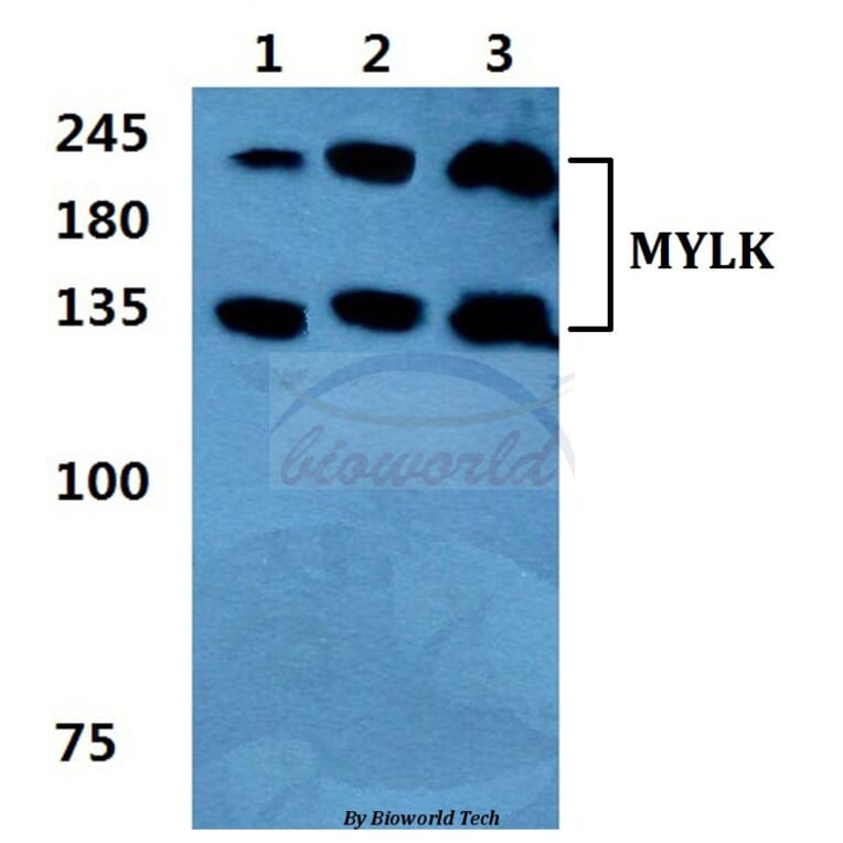 Anti-MYLK Antibody from Bioworld Technology (BS5809) - Antibodies.com