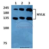 Anti-MYLK Antibody from Bioworld Technology (BS5809) - Antibodies.com