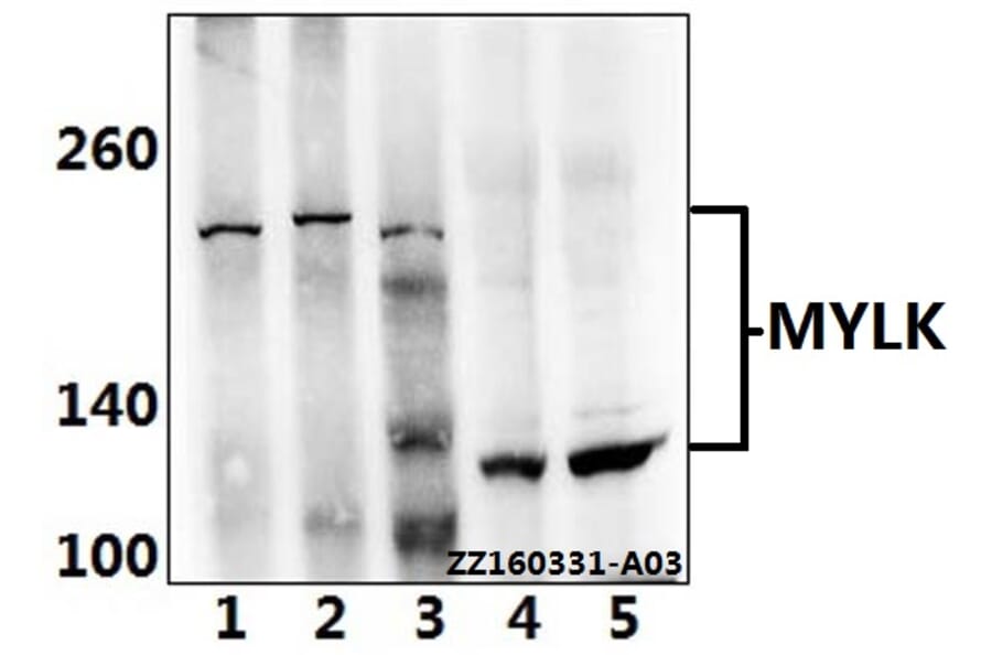 Anti-MYLK Antibody from Bioworld Technology (BS5809) - Antibodies.com