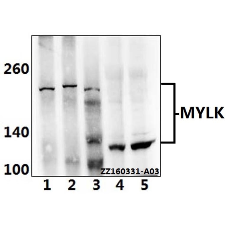Anti-MYLK Antibody from Bioworld Technology (BS5809) - Antibodies.com