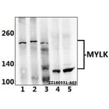 Anti-MYLK Antibody from Bioworld Technology (BS5809) - Antibodies.com