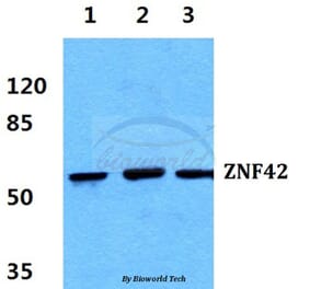 Anti-ZNF42 Antibody from Bioworld Technology (BS5810) - Antibodies.com