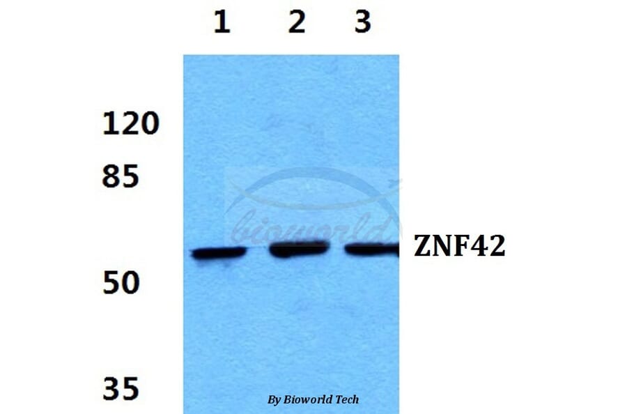 Anti-ZNF42 Antibody from Bioworld Technology (BS5810) - Antibodies.com