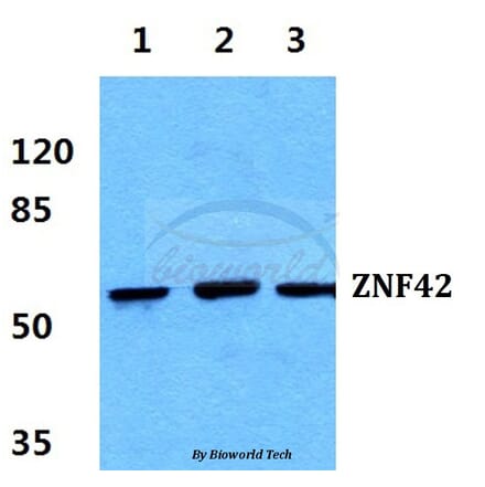 Anti-ZNF42 Antibody from Bioworld Technology (BS5810) - Antibodies.com