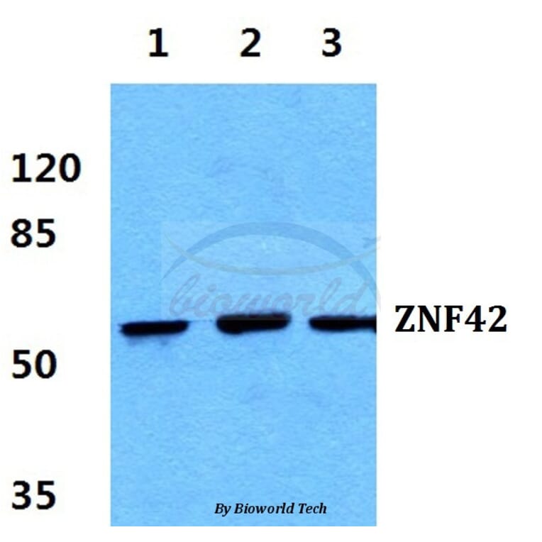 Anti-ZNF42 Antibody from Bioworld Technology (BS5810) - Antibodies.com