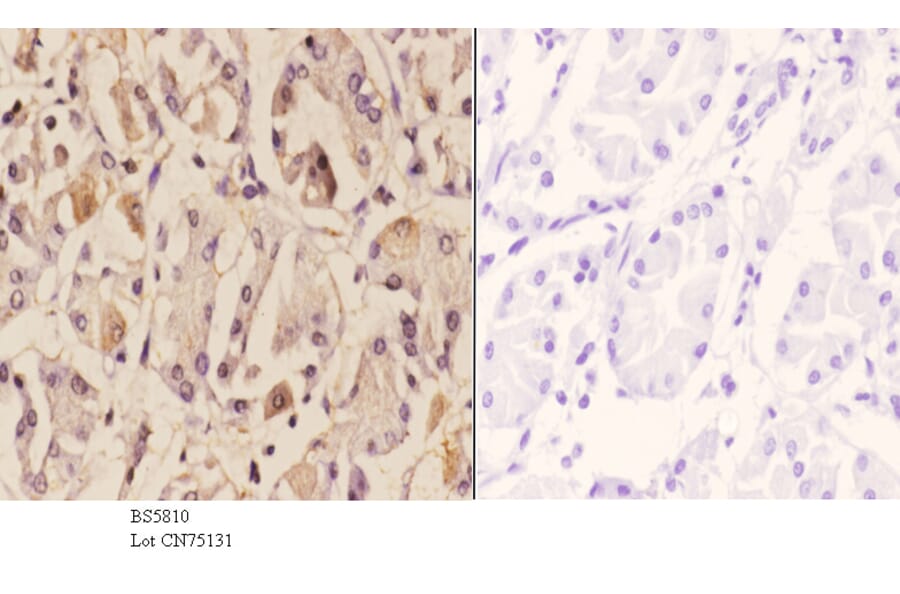 Anti-ZNF42 Antibody from Bioworld Technology (BS5810) - Antibodies.com