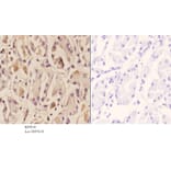 Anti-ZNF42 Antibody from Bioworld Technology (BS5810) - Antibodies.com