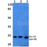 Anti-Na+ CP type IIβ Antibody from Bioworld Technology (BS5811) - Antibodies.com