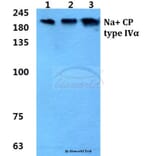 Anti-Na+ CP type IVα Antibody from Bioworld Technology (BS5812) - Antibodies.com