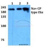 Anti-Na+ CP type IXα Antibody from Bioworld Technology (BS5813) - Antibodies.com