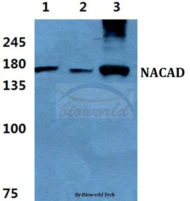 Anti-NACAD Antibody (A28055) | Antibodies.com