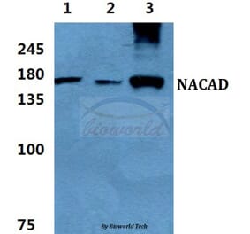 Anti-NACAD Antibody from Bioworld Technology (BS5814) - Antibodies.com