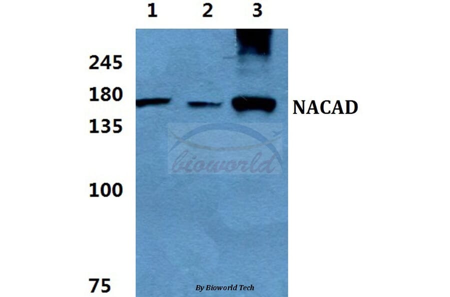 Anti-NACAD Antibody from Bioworld Technology (BS5814) - Antibodies.com
