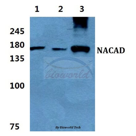 Anti-NACAD Antibody from Bioworld Technology (BS5814) - Antibodies.com