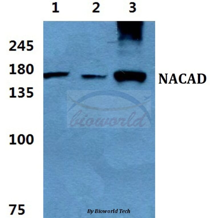 Anti-NACAD Antibody from Bioworld Technology (BS5814) - Antibodies.com
