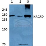 Anti-NACAD Antibody from Bioworld Technology (BS5814) - Antibodies.com
