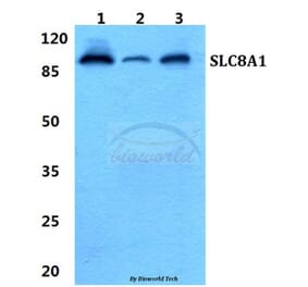 Anti-SLC8A1 Antibody from Bioworld Technology (BS5816) - Antibodies.com