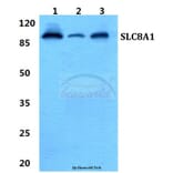 Anti-SLC8A1 Antibody from Bioworld Technology (BS5816) - Antibodies.com