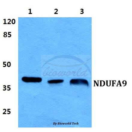 Anti-NDUFA9 Antibody from Bioworld Technology (BS5817) - Antibodies.com