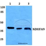 Anti-NDUFA9 Antibody from Bioworld Technology (BS5817) - Antibodies.com