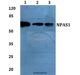 Anti-NPAS1 Antibody from Bioworld Technology (BS5820) - Antibodies.com