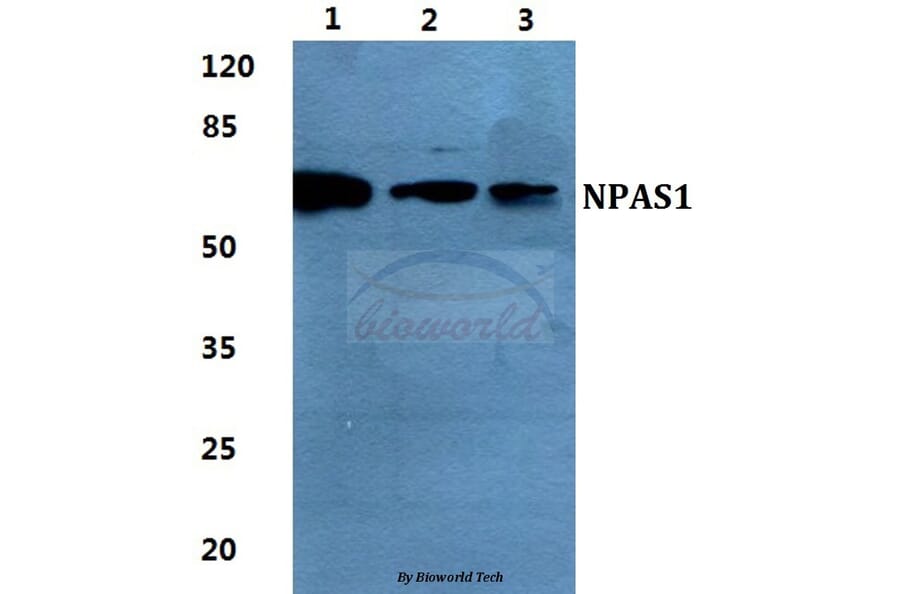 Anti-NPAS1 Antibody from Bioworld Technology (BS5820) - Antibodies.com