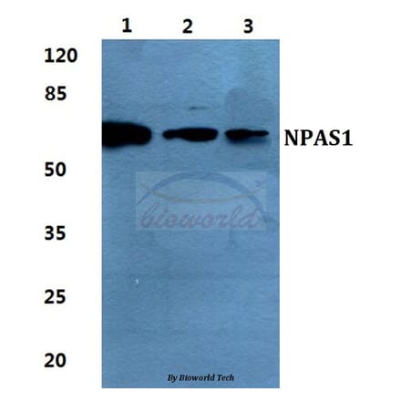Anti-NPAS1 Antibody from Bioworld Technology (BS5820) - Antibodies.com