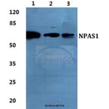 Anti-NPAS1 Antibody from Bioworld Technology (BS5820) - Antibodies.com